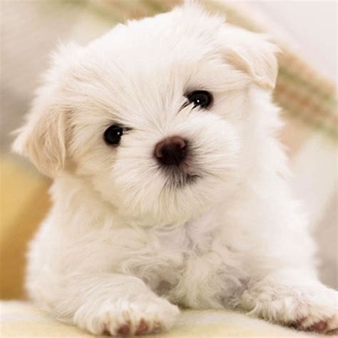 Cute Dog & Puppies Wallpaper | Backgrounds by Dharmistha T Godavani