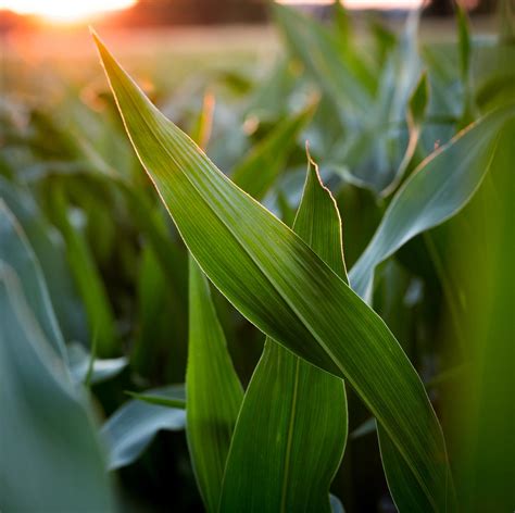 Corn field in sunset by pflonk on DeviantArt