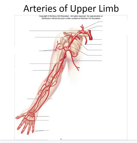 Artery Upper Limb Diagram | Quizlet