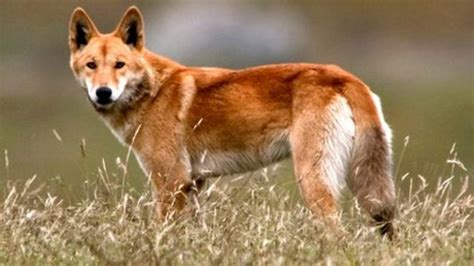 Dingoes - dingo Photo (40143316) - Fanpop