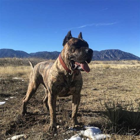 Presa Canario Cane Corso