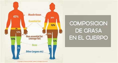 ¿CUALES SON LAS ZONAS DE GRASA DEL CUERPO Y CÓMO CONTROLARLAS? - Marathon Ranking