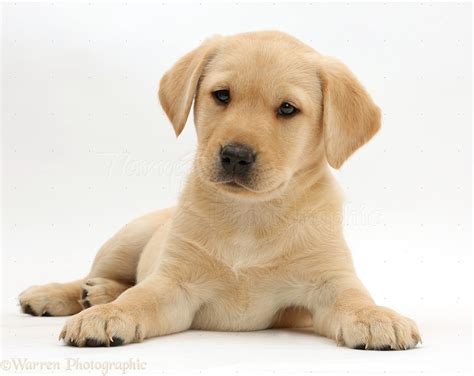 Dog: Cute Yellow Labrador puppy lying photo WP41124