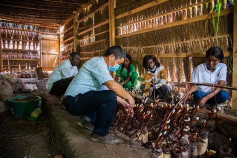 (Hello Africa) Chinese Juncao technology brings hope to mushroom ...