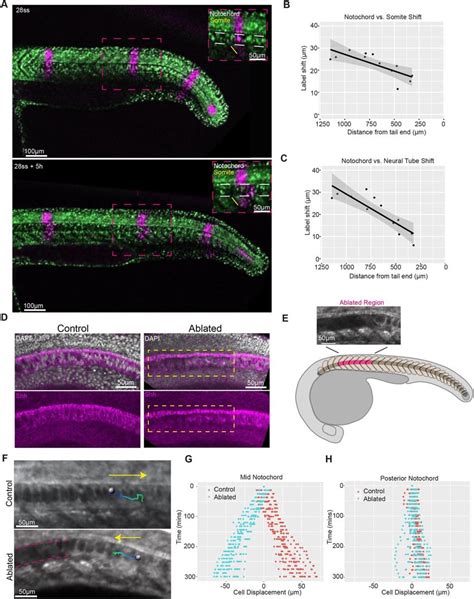 Notochord cell expansion leads to the posterior displacement of ...