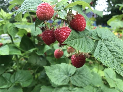 Rubus idaeus subsp. strigosus (American Raspberry, American Red ...