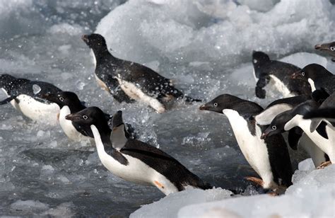 Can A Human Fight A Penguin : Jackdaws can identify dangerous humans ...