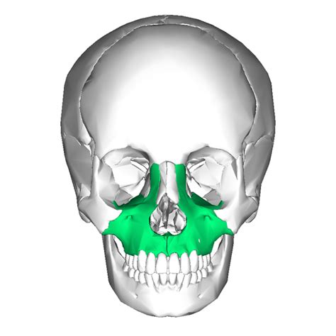 Level 2 - Bones of the Human Body - Memrise