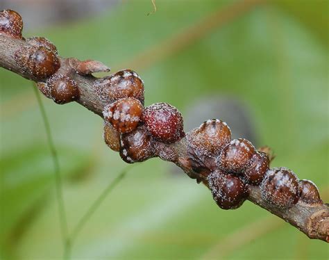 What Is Armored Scale: Identifying Armored Scale Insects On Plants ...