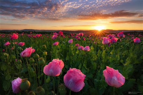 pink poppy sunrise | Beautiful sunrise over a pink poppy fie… | Flickr