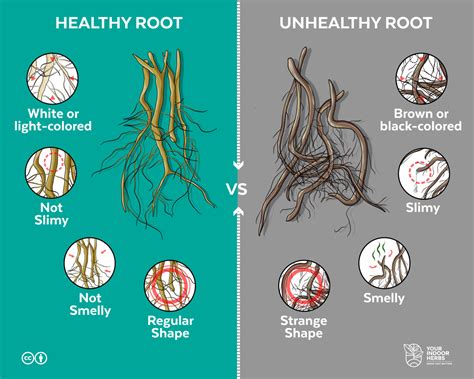 How Healthy Plant Roots Should Be? [Colors and Smell] | Your Indoor ...