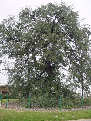 Toomer's Corner trees: Poisoning of Auburn's oaks echoes Treaty Oak vandalism in Texas | AL.com