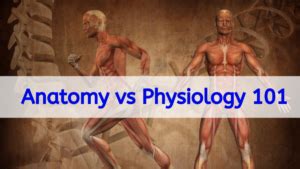 Anatomy vs Physiology 101: How can we make a difference between anatomy ...