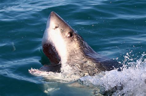 Great white shark caught on video near San Francisco surfers - CBS News