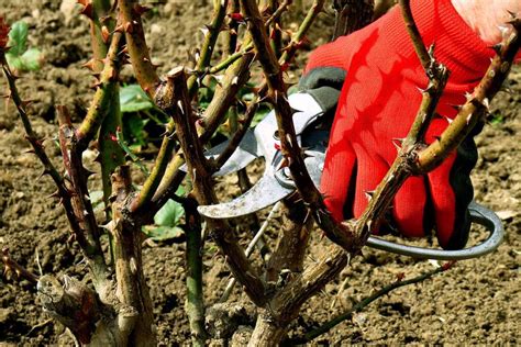 How and When to Prune Roses | Gardener's Path