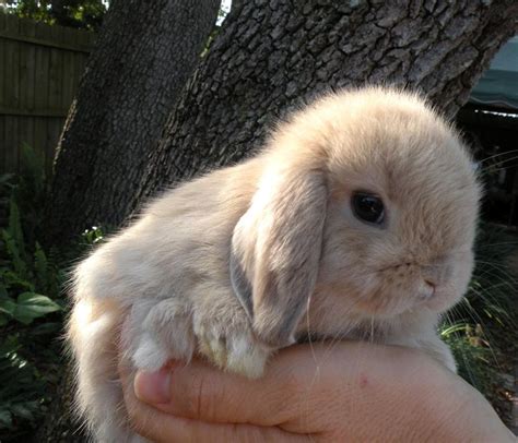 Holland Lop Babies For Sale! (dwarfs). in Tampa, Florida - Hoobly ...