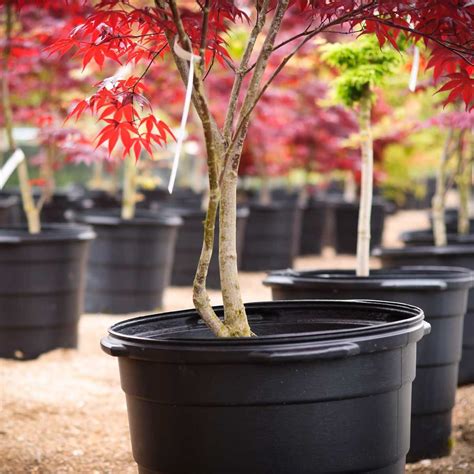 Japanese Maple Tree Care | The Family Handyman