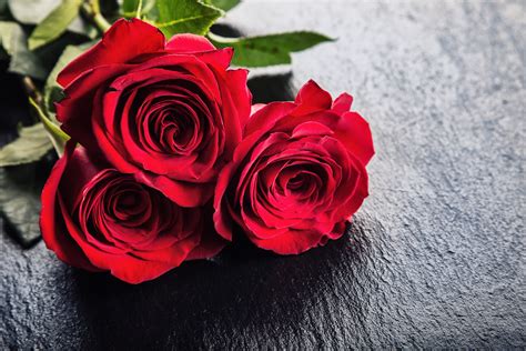 Rose. Red roses. Bouquet of red roses. Several roses on Granite background. Valentines Day ...