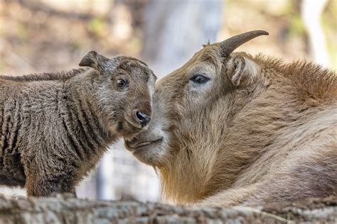 San Diego Zoo Has First Male Golden Takin Born in Western Hemisphere