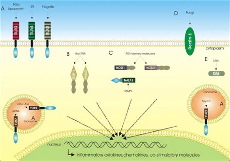 Pattern Recognition Receptors in innate immunity; different receptors ...