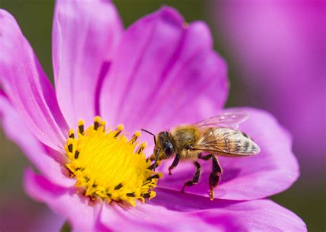 Honey Can Reveal a City’s Pollution Levels