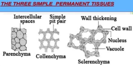 Classification Of Permanent Tissue Simple And Complex Tissue