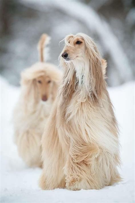 Afghan Hound Colors Red - Pets Lovers