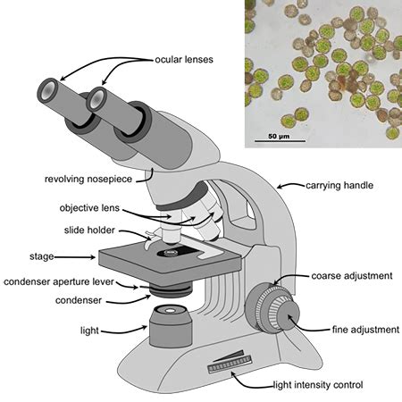 Using A Compound Light Microscope Worksheet | Shelly Lighting