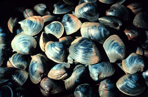 Hard Clam/Northern Quahog | NOAA Fisheries