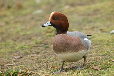 Male Eurasian Wigeon | BirdNote