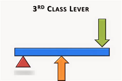 Third Class Lever Diagram | Quizlet