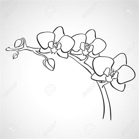 Orchid drawing, Flower drawing, Flower line drawings