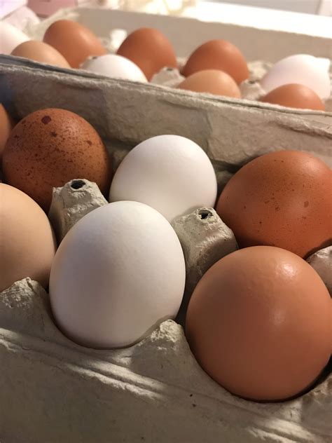 Organic Free range chicken eggs 1 dozen | Etsy