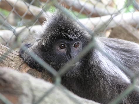 Indonesia: Investigate Ragunan Zoo for mistreatment of animals, says AfA Coalition