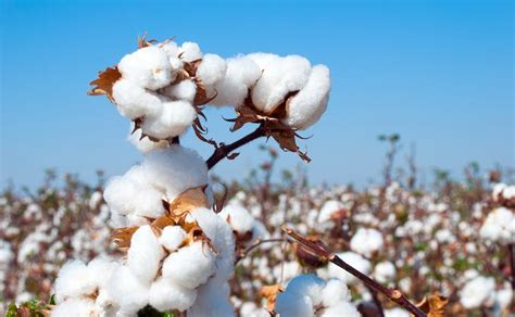 Organic Cotton vs. Regular Cotton: How Do They Differ? | Saatva