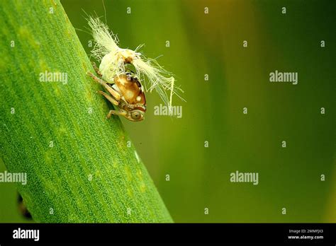 Passion vine hopper nymph hi-res stock photography and images - Alamy