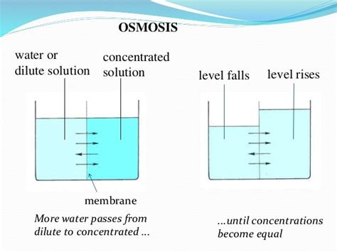 Osmotic dehydration of fruits