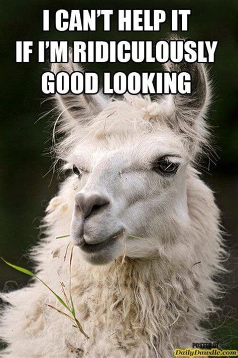 38 Alpaca Memes That Will Either Be The Funniest Or Weirdest Thing You ...