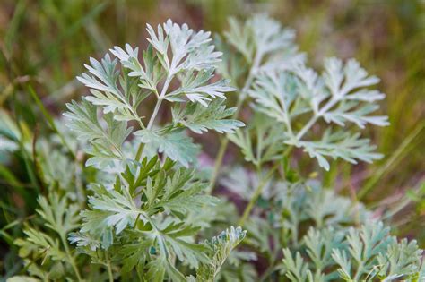 Wormwood - Live Plant | Mayernik Kitchen