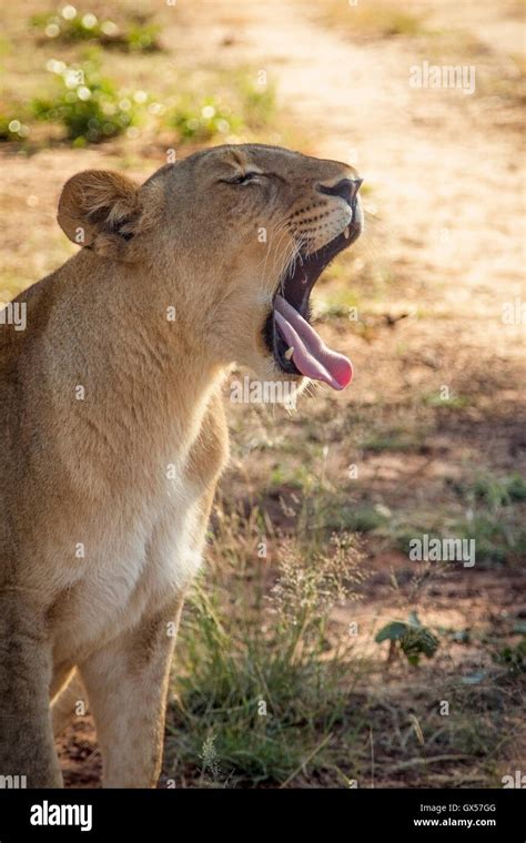 Close Up Lion Roaring Stock Photos & Close Up Lion Roaring Stock Images ...