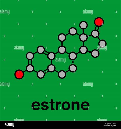 Estrone (oestrone) human estrogen hormone molecule. Stylized skeletal ...