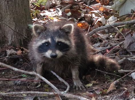 Louisiana Swamp Animals | Raccoon3 on the Cajun Encounters swamp tour ...