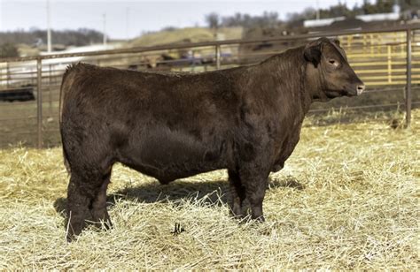 Red Angus Bulls - DiscoverStuff