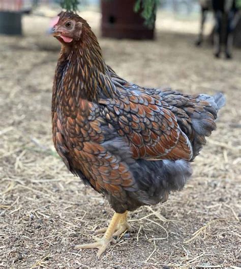 Top 10 Blue Chicken Breeds - Chickens With Blue Feathers