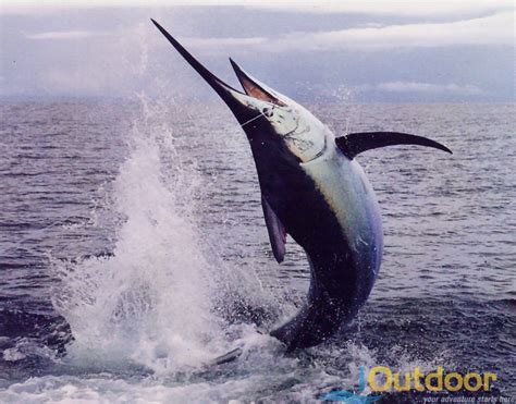 Marlin Fishing - iOutdoor Fishing Adventures