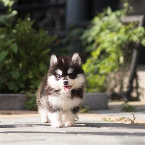 How Much Does A Teacup Pomsky Cost - Pets Lovers