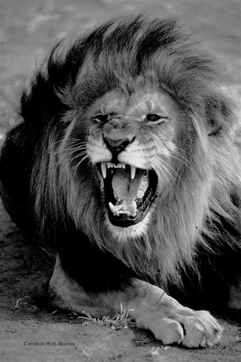 Yelling Clipart Black And White Lion