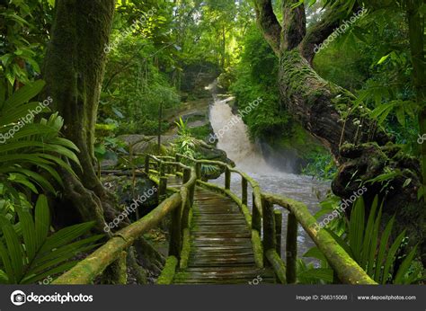 Tropical Rain Forest Asia Stock Photo by ©teotarras 266315068