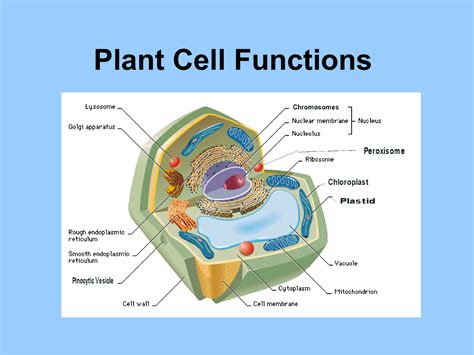 Plant Cell Functions