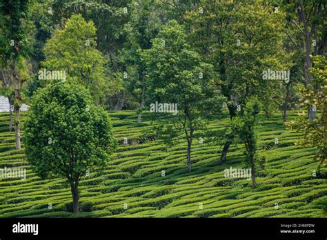 Tea gardens in Palampur, Himachal Stock Photo - Alamy